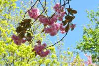 Cherry Blossom Sky